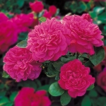Sophy’s Rose / Софіc Роуз